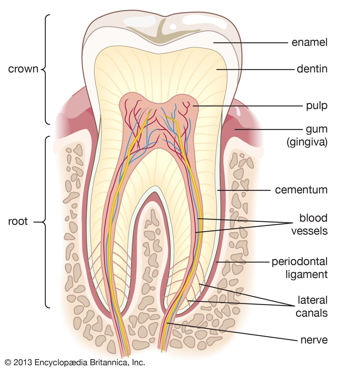 Mastering Dental Anatomy: A Guide to Tooth Structure and Clinical Relevance